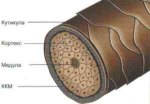 Структура волос