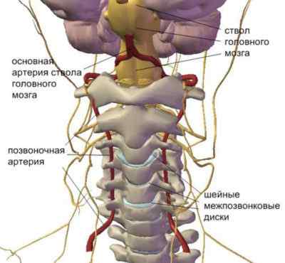Шейный отдел позвоночника